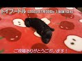 滋賀県｜トイプードル子犬｜2022.7.30生（生後1日目）③｜ブラックorグレー｜女の子｜ペットショップhug