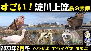 淀川上流恐るべし！野鳥だけでなくアライグマ、タヌキ！鳥はヘラサギ、ベニマシコ、ノスリ、オオジュリン、カシラダカ、ホオジロ、アオジ､モズ、シジュウカラ、メジロなど ,  野鳥観察