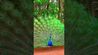 white peacocks that can be bought and sold #animals #shorts #shortsvideo  #birds