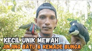 Mikat burung kecil di hutan besar dapat burung jinjing batu dan kemade bunga