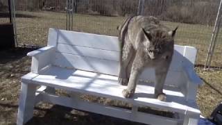 Max Canada Lynx and the bench