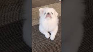 ペキニーズ(犬)が会話している#Pekingese(dog)conversation