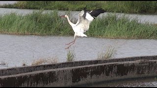 2015 08 17 迷鳥小白鶴