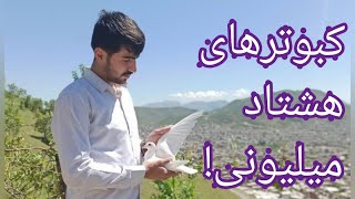 دانستنی‌هایی درباره کبوتر و کبوتربازان