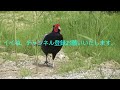 鳥　キジ（雉）オス　国鳥の鳴き声（ほろうち）＃02