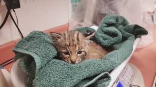 Bobcat Kitten Being Weighed at WildCare