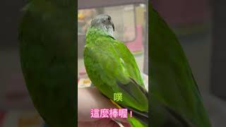 塞內加爾鸚鵡阿里，喊噗要媽媽抱#鸚鵡 #鳥 #金太陽#塞內加爾 #好笑 #可愛 #parrot #pet #cute #birds  #mama  #sunconures #senegal