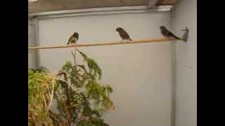 Maskergoudvink, Maskengimpel, Grey-headed Bullfinch, Pyrrhula erythaca.