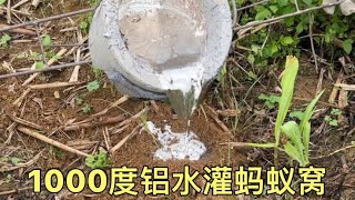 1000度铝水倒入蚂蚁窝，居然可以挖岀罕见的艺术品，大开眼界了