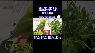 いろたん体重測定のための練習♪ #セキセイインコ #雛 #体重測定