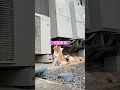 我が家に住み始めた赤ちゃん猫の兄妹が可愛すぎる…♡ shorts cat 保護子猫 親子猫 猫大家族 三毛猫家族 ねこ かわいい子猫 野良猫