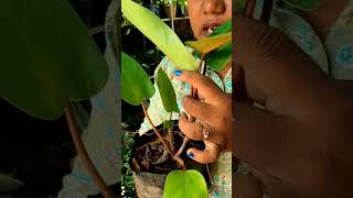 ചുവന്ന philodendron#lovemyplantssreekalaribu #onlineplants #planthuntingmalayalam