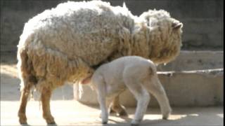 五月山動物園～しっぽふりふりこひつじ編