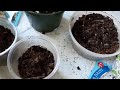 how to plant the shasta daisy