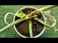 जलकुंभी को घर में कैसे लगाएं waterhyacinth jalkumbhi eichhornia जलकुंभी aquaticplant