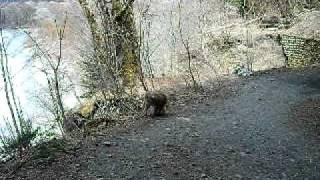 2011.05.07上高地で野生のサルの群れに遭遇01