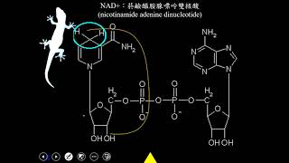 11001選修生物一ch2 2 02糖解作用與發酵作用一恭