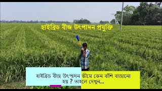 হাইব্রিড বীজ উৎপাদন প্রযুক্তি