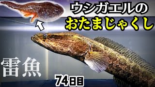 オタマジャクシは飲み物？次々とライギョが…【やせすぎ雷魚74日目】