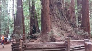 Redwood Grove Trail  0914  2023