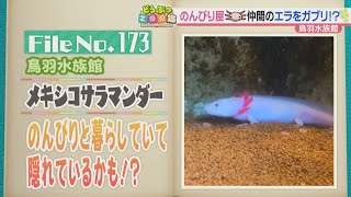 ”ウーパールーパー”の名前で一躍有名に　のんびり屋のメキシコサラマンダー  鳥羽水族館【どうぶつZOO鑑】2023年9月29日放送