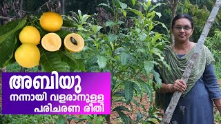 അബിയു - നന്നായി വളരാനുളള പരിചരണ രീതി/ അബിയു കൃഷി