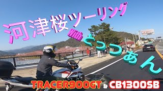 [親子ツーリング] 河津桜と絶景を見にいくツーリング Family touring to see Kawazu cherry blossoms [Tracer900GT, CB1300SB]