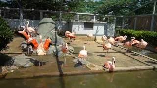 姫路市立動物園　チリ―フラミンゴ、みんなで羽繕い