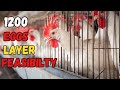 1200 Egg Layer Farming Feasibilty ❤️🐥  |  Small Scale Layer Farming at home Day 4 🏠