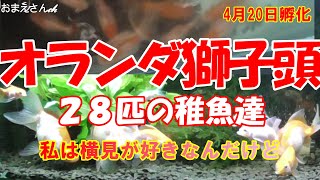 【金魚飼育】オランダ獅子頭の逞しい稚魚達２８匹