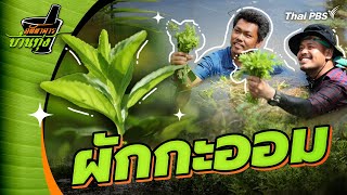 ผักกะออม | ภัตตาคารบ้านทุ่ง