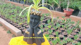 Bodhi Nursery Bonsai Gift Plants Online Trichy Tamil Nadu Chennai Coimbatore Madurai