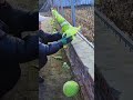 Harvesting process of cabbage grown on brick floor