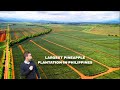 Davco Pineapple Plantation In Don Carlos Bukidnon Mindanao,  Drone Video 2024