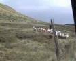 Kinda Easy Like A Sheepdog