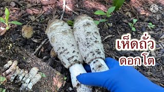 เก็บเห็ดถั่วยักษ์ดอกสวยและหนักมากค่ะ Shaggy Mane Mushroom