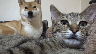 おはよう！と言ってるような子猫とまったり柴犬♪--A kitten to say good morning--