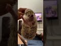 Adolf hedgehog