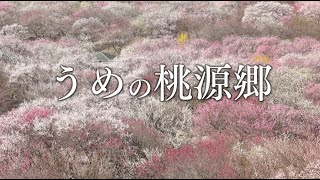 【Japan in 4K】Japanese plum arcadia