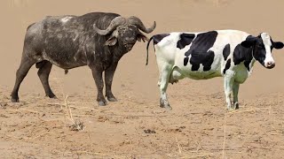 Buffalo and cow mating | unbelievable