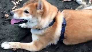 公園で穴を掘り、暴れ回る！柴犬の子犬、どんぐり。 Digging holes in the park, and rampage! Shiba Inu puppy, Donguri.