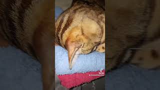 The Cutest Bengal Cat 🫠 #cat #funny #funnycat #trending