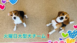 【幼稚園】紫竹山店🌈火曜日大型犬チーム！🌈