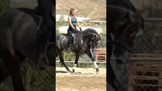 Baroque Andalusian PRE stallion 3 yo!!