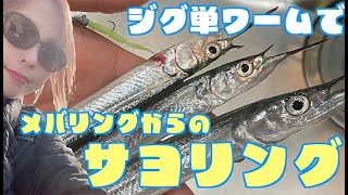 【サヨリ釣り】メバリングの仕掛けでサヨリング