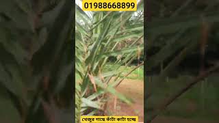 খেজুর গাছে কাঁটা কাটা হচ্ছে।01988668899