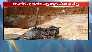 പൈപ്പില്‍ പൂച്ചക്കുഞ്ഞ്  കുടുങ്ങി, വീട്ടിലെ ടൈലിട്ട തറ പൊളിച്ച് ആ കുഞ്ഞ് ജീവന്‍ രക്ഷിച്ചു