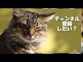 しつこいご主人様は猫に嫌われちゃう…そこまでしなくても… やっぱり猫が好き