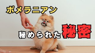 ポメラニアンの秘密の過去