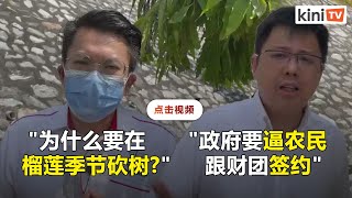 2州议员痛批彭亨政府不人道    质疑在收成季节砍榴莲树